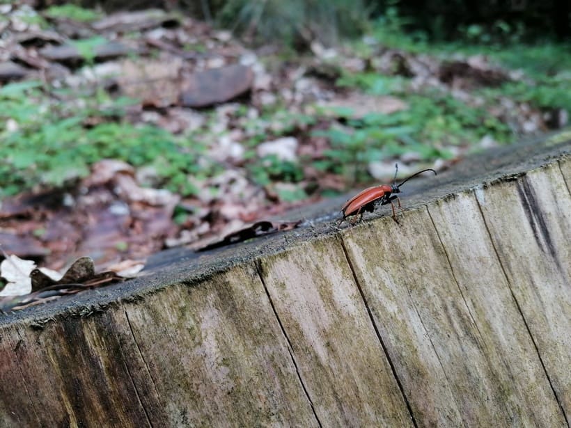 Naturerlebnis – Bild 1