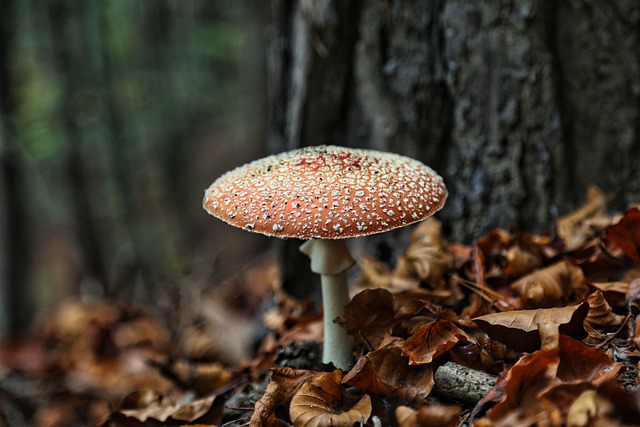 Pilz im Wald